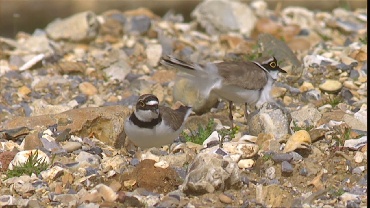 Little Ringed Plover | Bird Identification Guide | Bird Spot