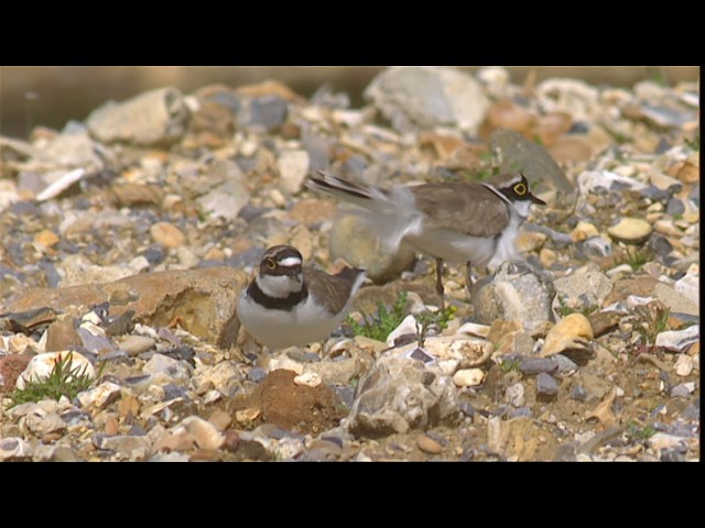 Killdeer | Audubon Field Guide