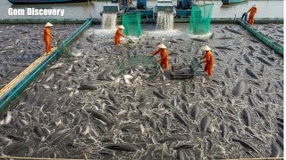 How Do Vietnamese Catfish Farms Produce 900,000 Tons a Year, Fueling a $3 Billion Global Trade