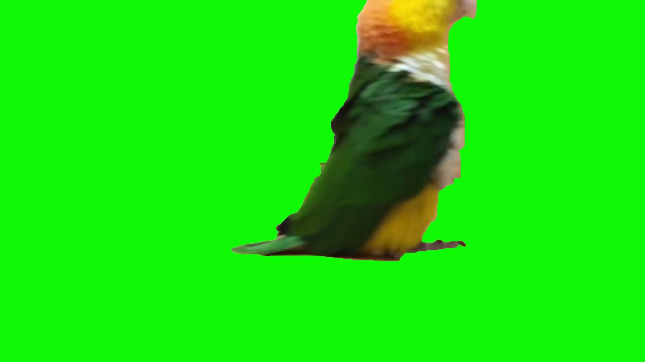Bird Greenscreen Transition - Bird Greenscreen Transition