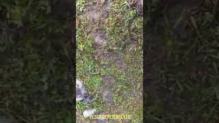 Pesca de pejerreyes Región del Maule