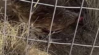 Little Johnny Hargus grey hens…FireRites