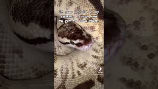 Are you afraid of snakes? #snake #ballpython #animals #pets #overcomingfears #shorts