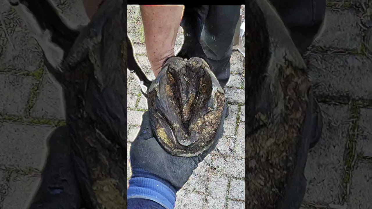 Denkst Du auch Dein Pferd hat "Problemhufe"?