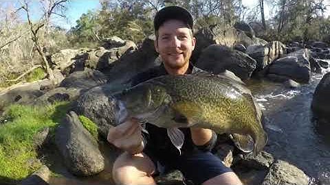 CHASING MURRAY COD ON GLIDEBATS