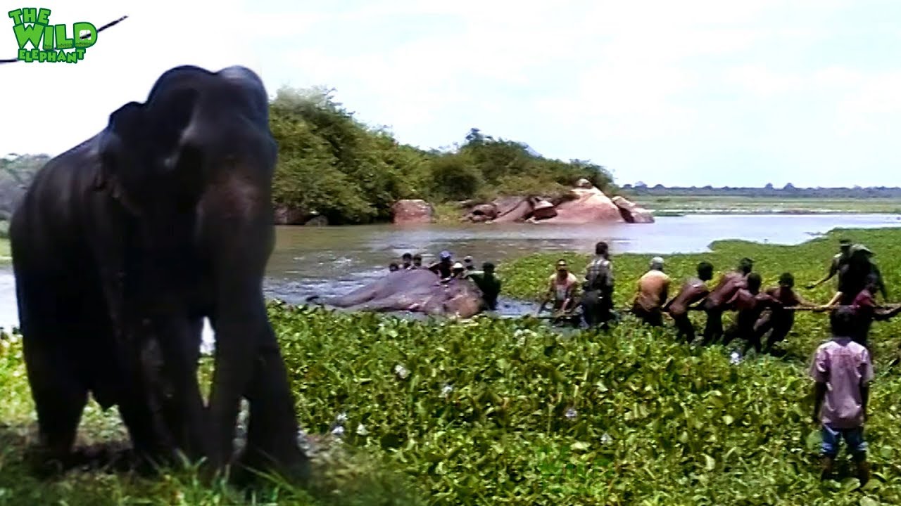 sri lanka elephants national park Elephant given a chance to live again. Greatest elephant rescue mission ever
