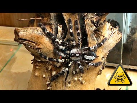 Пересадка очень токсичного птицееда Poecilotheria regalis