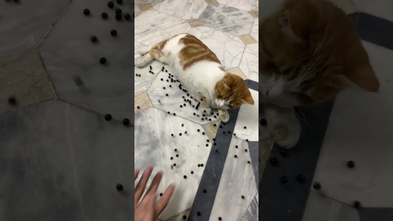 Funny Cat ASMR 🌈 Reverse Beads Magic Fun 😻