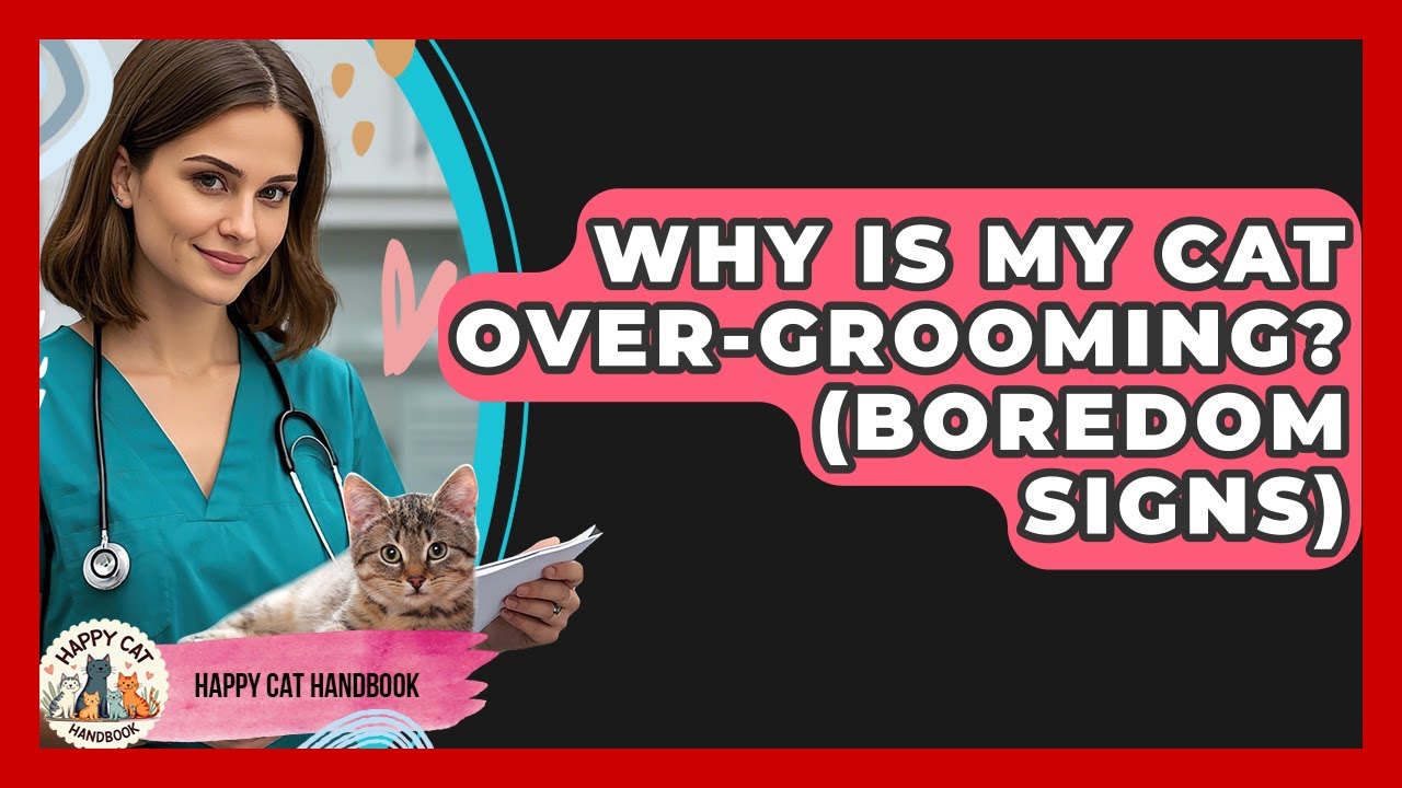 Why Is My Cat Over-Grooming? (Boredom Signs) - Happy Cat Handbook