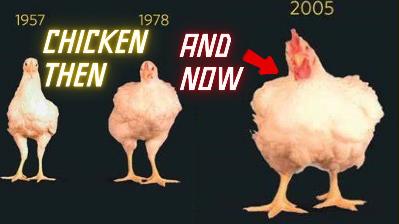 Chickens Then And Now#chickenlife #backyardchickens #raisingchicks ...