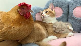 The abandoned kitten was crying in the room, and the hen and Tom rushed over to comfort it! So cute!