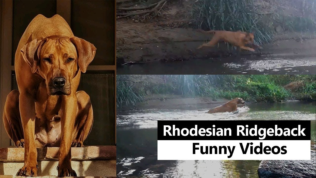 Rhodesian Ridgeback Funny Video - YouTube