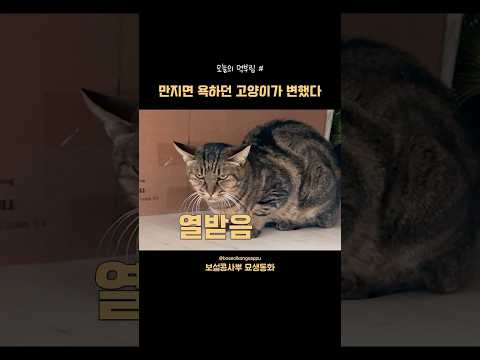 만지면 욕하던 고양이가 변했다😳 오늘의 먹부림 thumbnail