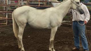 Armada Faith - Proudly Presented By Ejm Horsesmanship Armada Ashs