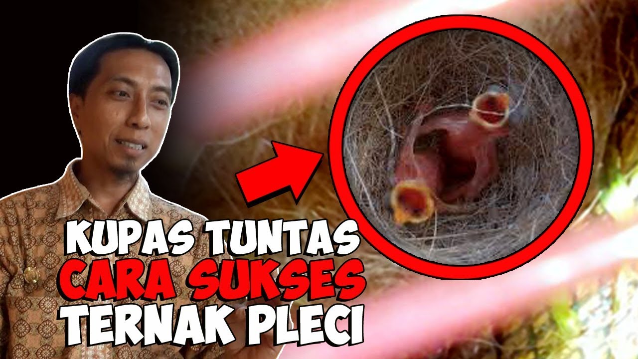 Ternak Pleci, Begini Caranya 