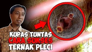 Ternak Pleci, Begini Caranya