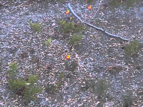 Flower Counting Video