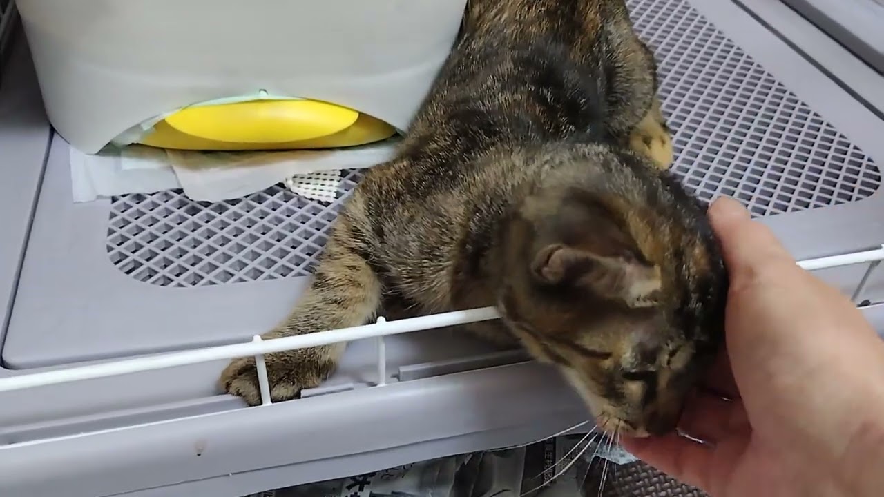 2026年09月02日 キジ猫「なつ」 - YouTube