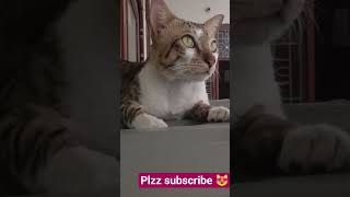 😻🐾#cat facts# short #video cat lover# shorts# video #🐾😻