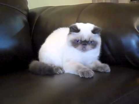 blue point exotic shorthair