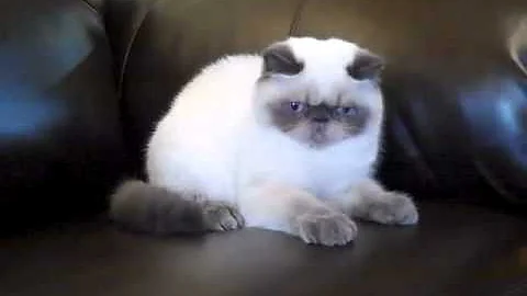 Video 1255931: exotic male kitten, kitten blue point