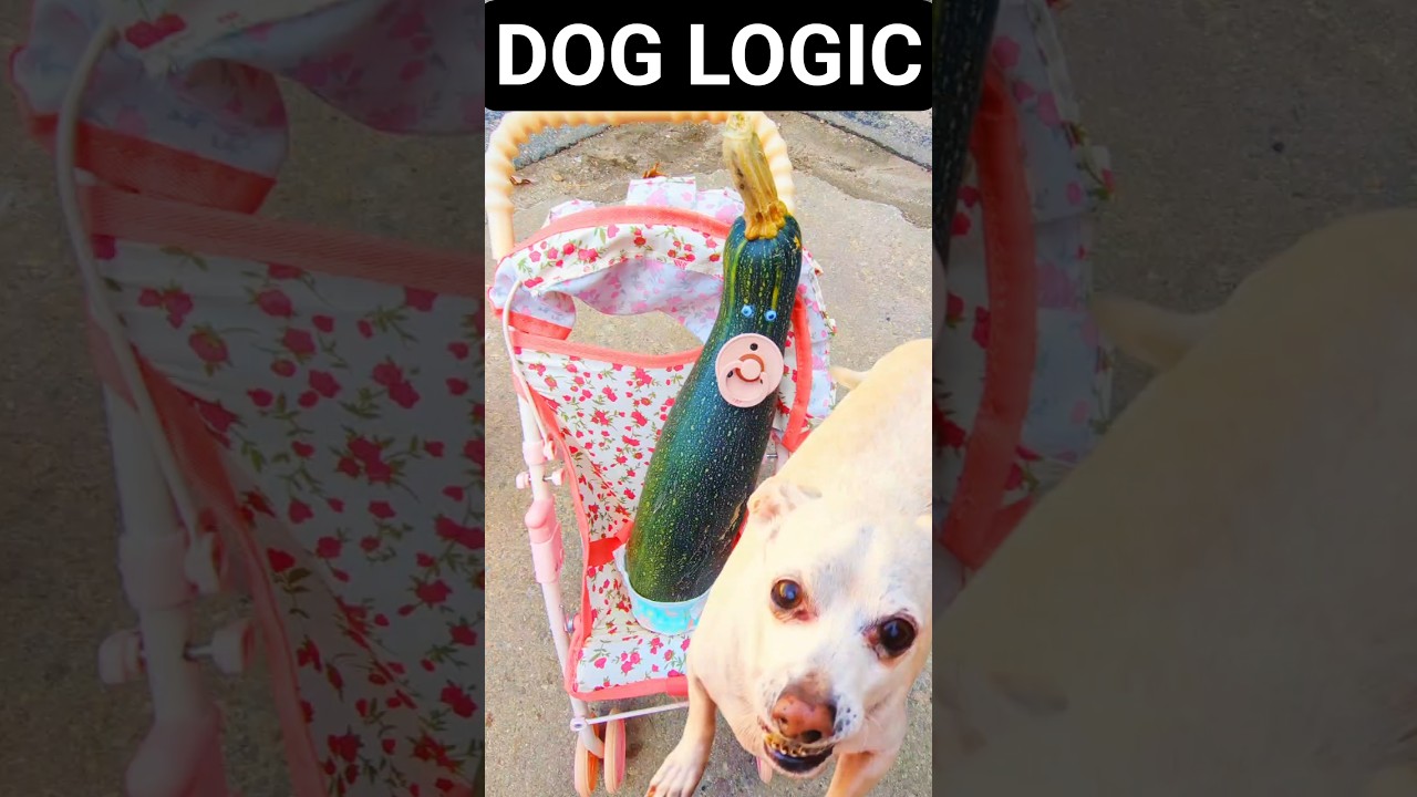 Мой пёс выгуливает своего малыша-огурчика! 😂 