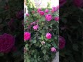 Subscribe channel and like vidios if you pls