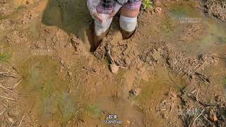 252期 Wear High-Top Sneakers To Explore The Mudthe Shoes Were Ed And It Was Difficult To Get Up