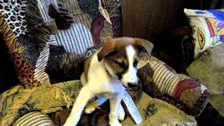 SAM_0013.AVI