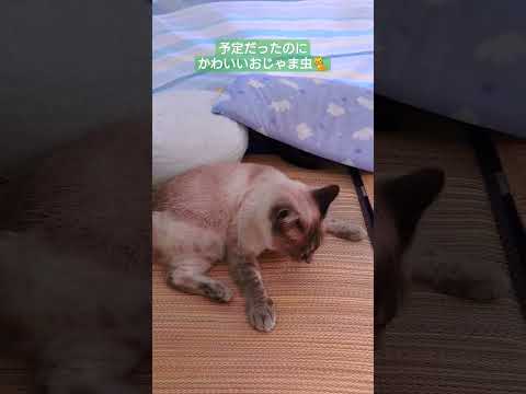 猫のいる庭でテントだすとこうなる