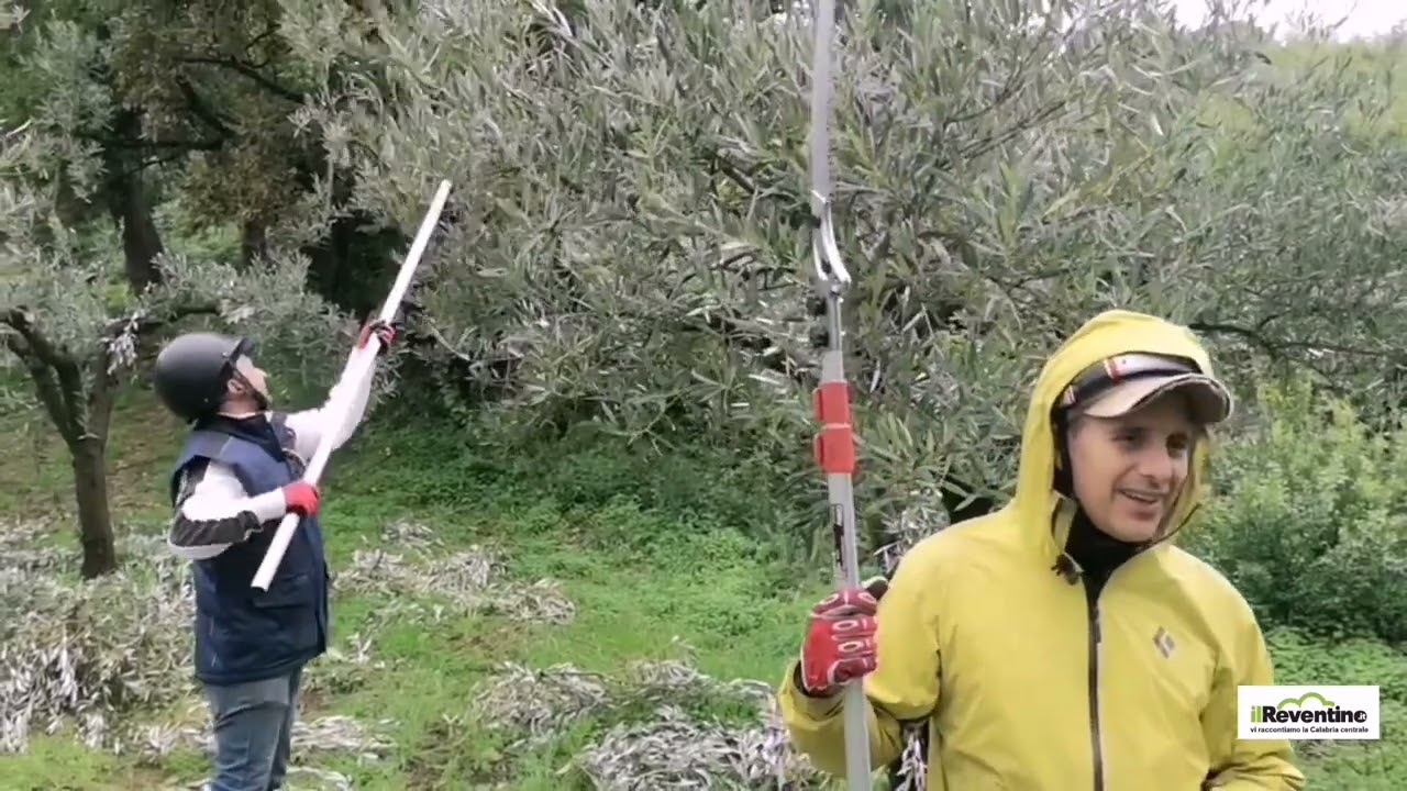 Pianopoli, presente l'esperto maestro pisano, Antonino Lonobile, corso di potatura olivo.