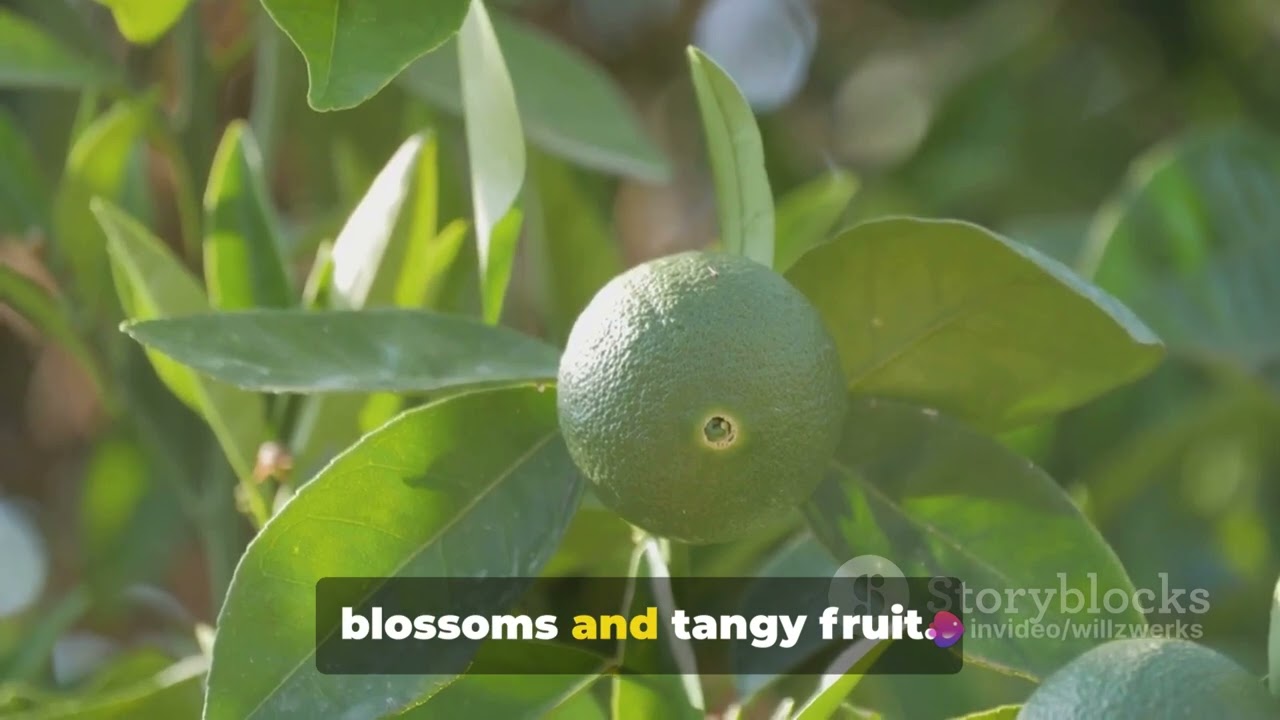 6 Fruit Trees to grow in Zones 9 or 10