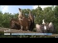 En Midi-Pyrénées, les aigles sont les rois du ciel