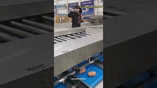 sweet potato grading machine |sweet potato sorting machine |sweet potato sorter| sweet potato grader