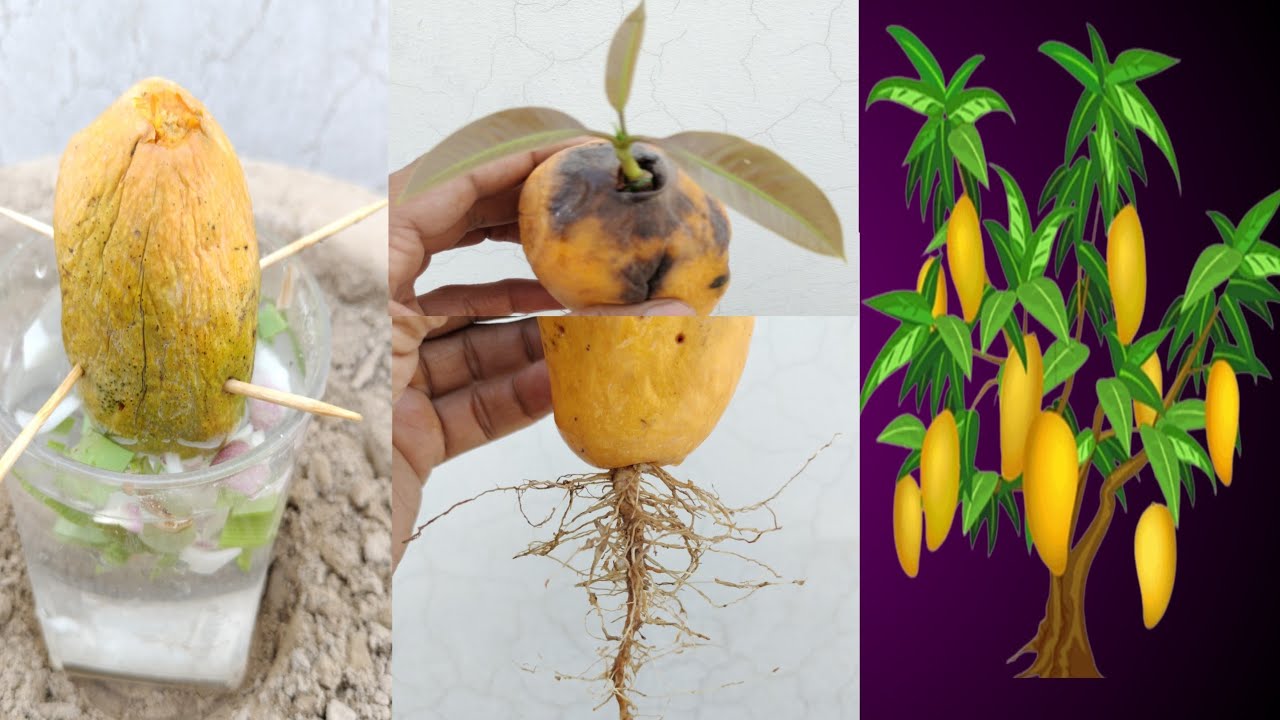 How to grow a mango plant at home,A simple experiment to grow mango ...
