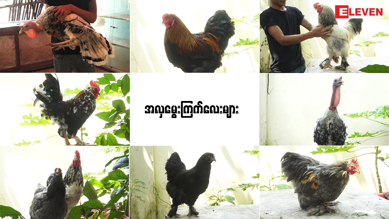 Hello Pets(ရုပ်သံအစီအစဉ်)