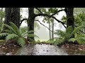 Rain in the Forest 🌧️ for Deep Relaxation (1 Hour)