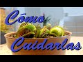 Cómo cuidar una planta Carnívora | Huerto Urbano Villarreal