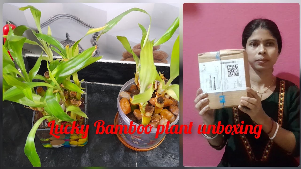 Initial Treatment Of Lucky Bamboo Plant In Bengali... Lifestyle of