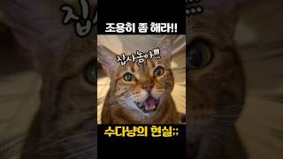 숙련된 집시와 야생고먐미