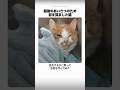 最後のあいさつのために目を覚ました猫