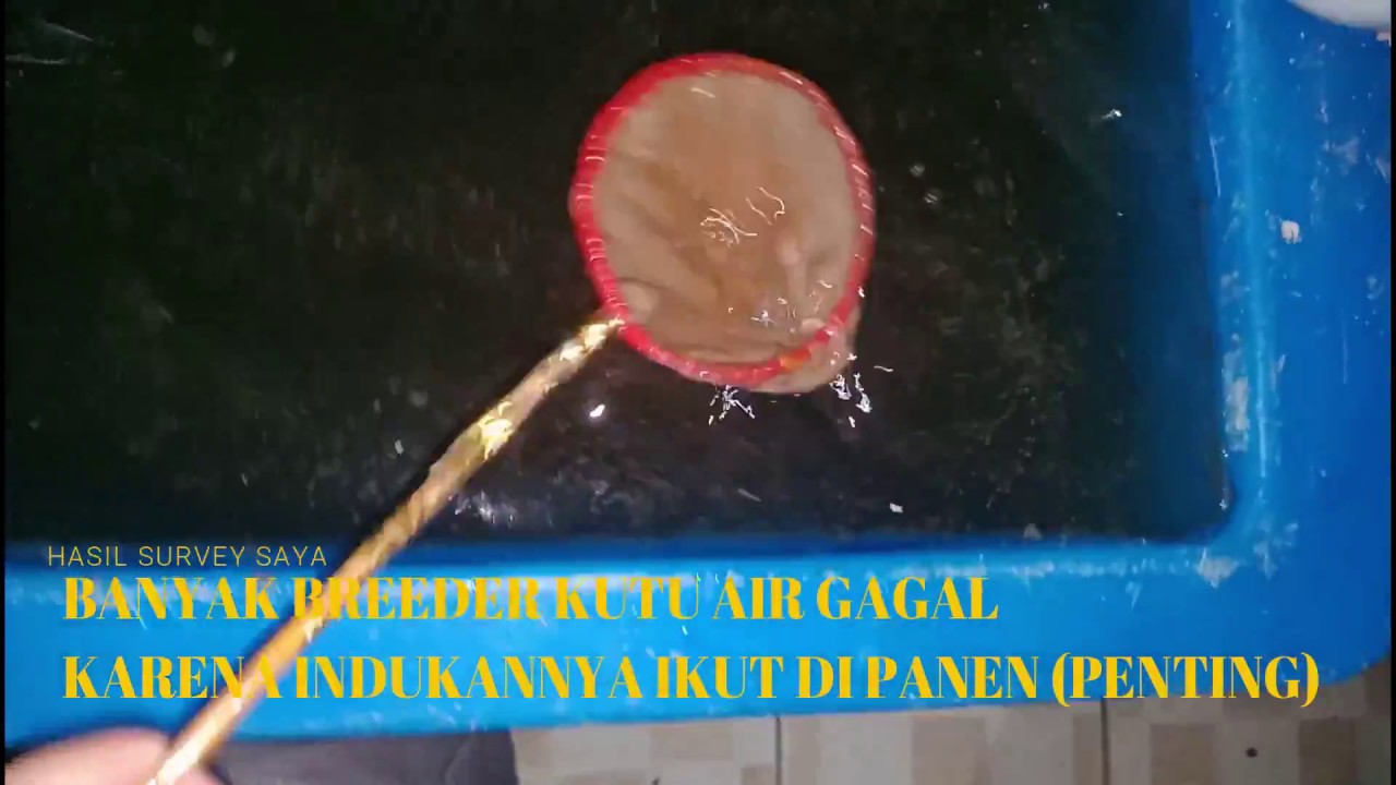 TIPS BUDIDAYA KUTU AIR PAKAN UNTUK BURAYAK IKAN CUPANG VERSI ERWINSHU