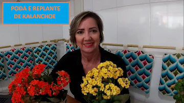 Quando replantar o kalanchoe?