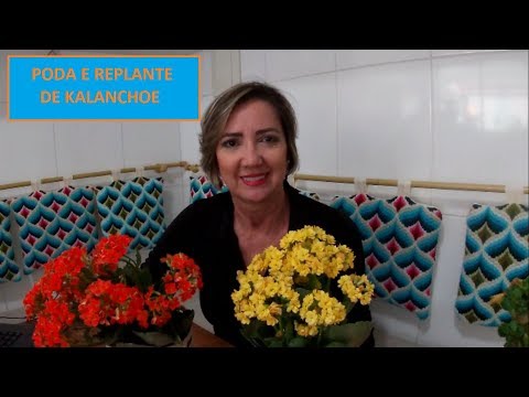 Vídeo: Poda Kalanchoe