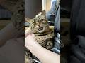 名前を呼ぶと「なぁにぃ？」とお返事してくれる、とっても可愛い猫