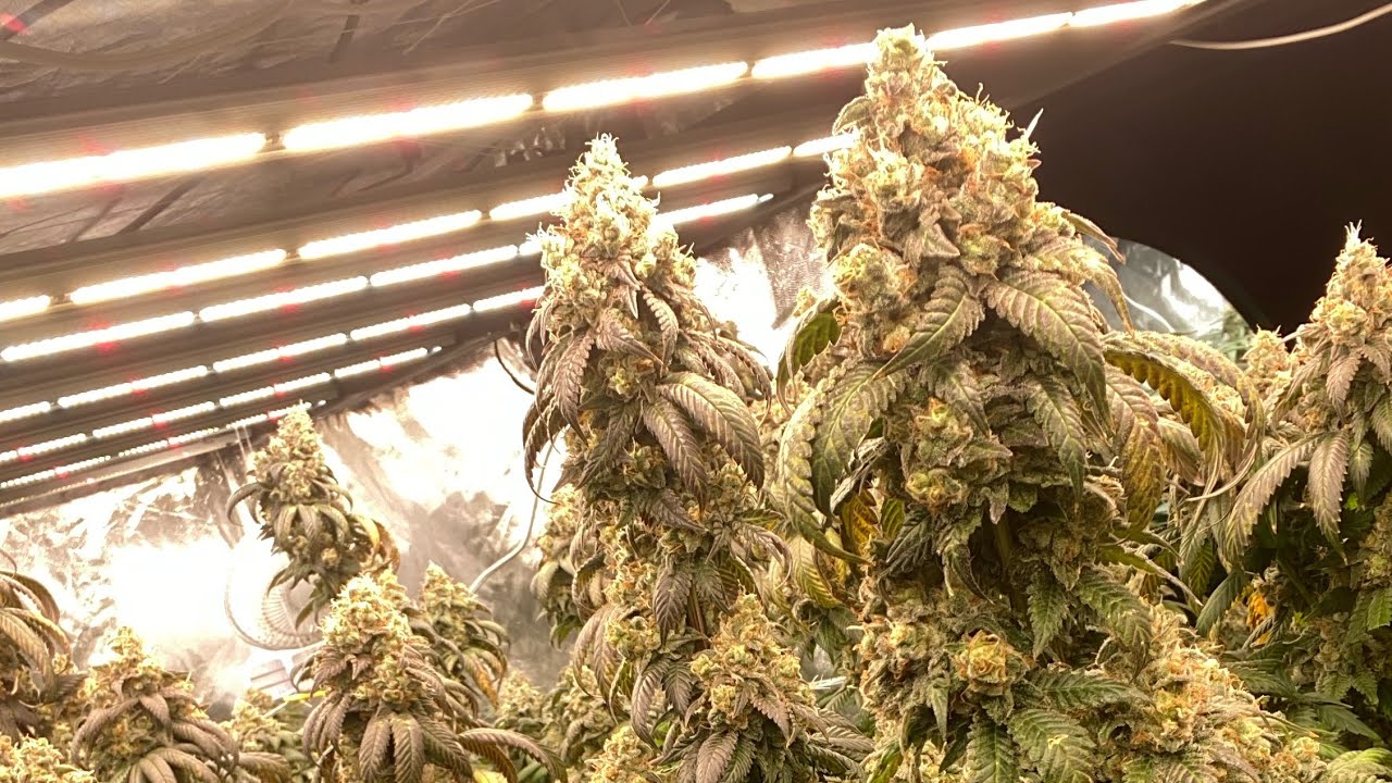 STRAIN REVIEW: 98’Bubba Kush