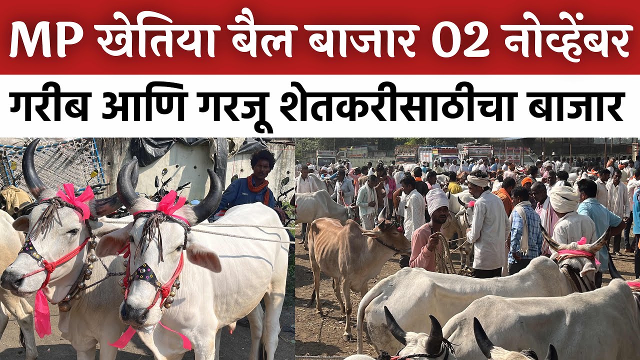 MP खेतिया बैल बाजार 🛑 02 नोव्हेंबर शनिवार | 20 ते 80 हजार पासून शेती कामाचा जोड्या येतात 😍
