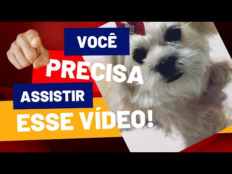 Vídeo: As arraias têm espinha dorsal?