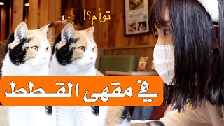 مقهى القطط في اليابان |  Cat Cafe in Japan