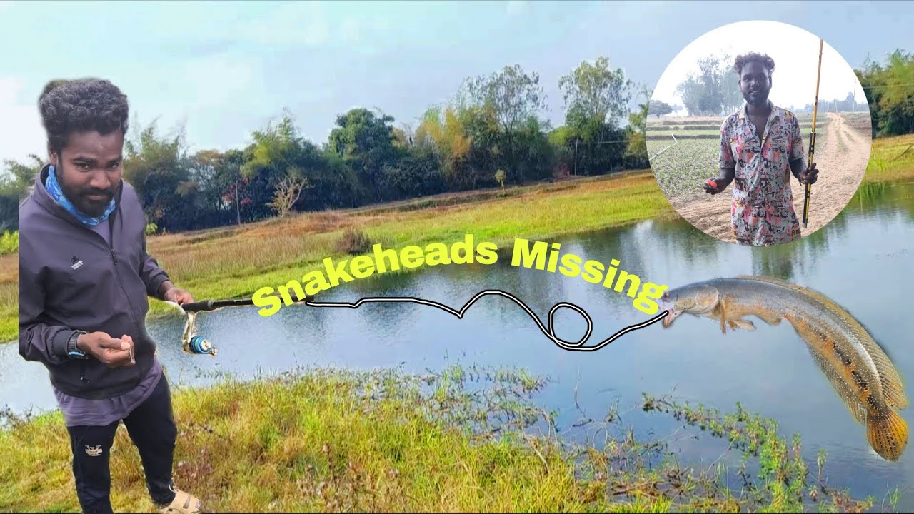 Kannada Fishing|| Snakehead Fishing|| ,🎣🐬Fish Missing and Broked Reel And Hooks  missing 